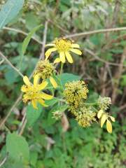 Verbesina agricolarum