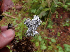 Hypogymnia enteromorpha