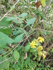 Verbesina agricolarum