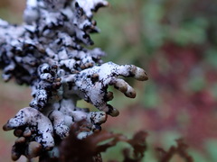 Hypogymnia enteromorpha