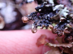 Hypogymnia enteromorpha