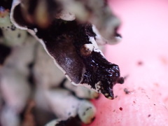 Hypogymnia enteromorpha