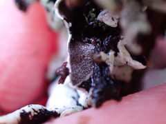 Hypogymnia enteromorpha