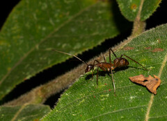 Camponotus ager