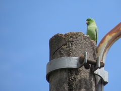 Forpus conspicillatus