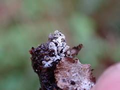 Hypogymnia hultenii