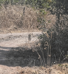 Leptailurus serval constantina