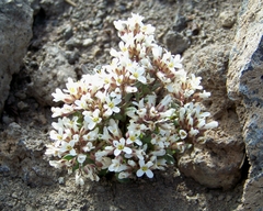 Noccaea fendleri