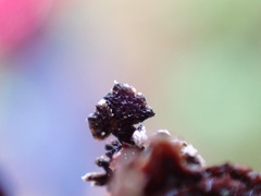 Hypogymnia hultenii