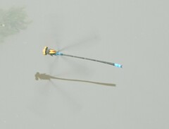 Pseudagrion aureofrons