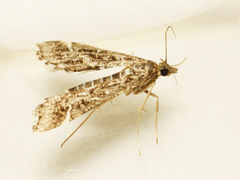 Diasemiopsis ramburialis