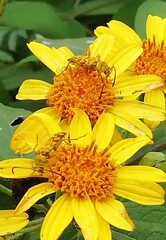 Ochraethes pollinosus