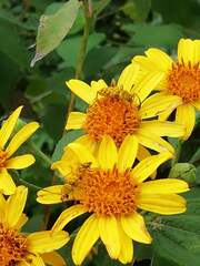 Ochraethes pollinosus