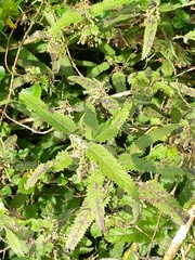 Urtica ferox