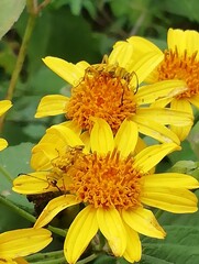 Ochraethes pollinosus