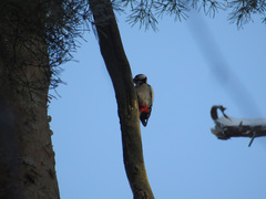 Dendrocopos major