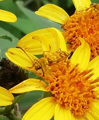 Ochraethes pollinosus