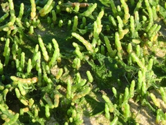Salicornia