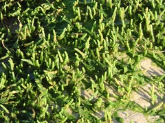 Salicornia