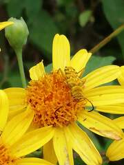 Ochraethes pollinosus