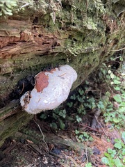 Fomitopsidaceae