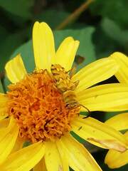 Ochraethes pollinosus