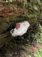 Fomitopsidaceae