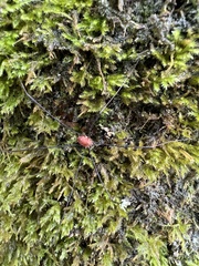 Leiobunum blackwalli