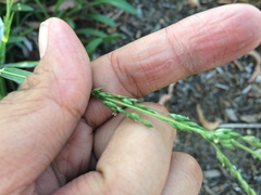Ehrharta erecta