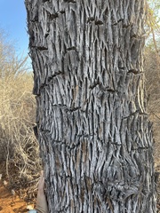 Capurodendron perrieri