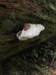 Fomitopsidaceae