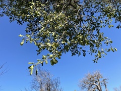 Capurodendron perrieri