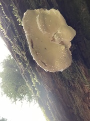 Fomitopsidaceae