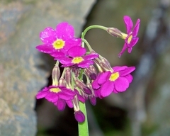 Primula parryi