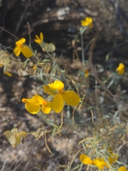 Psilostrophe cooperi