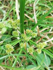 Cyperus entrerianus