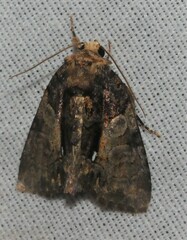Chytonix palliatricula