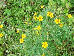 Tagetes subulata