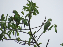 Amazona ochrocephala