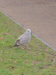 Larus argentatus