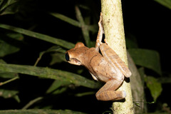 Osteocephalus yasuni