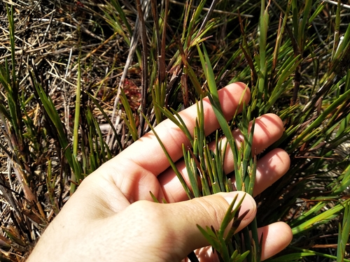 Giant Flatreed (Platycaulos major)