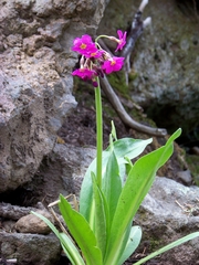Primula parryi