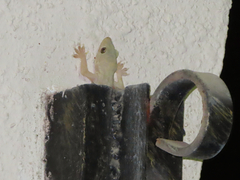 Hemidactylus flaviviridis