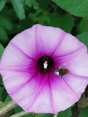 Trigona fulviventris