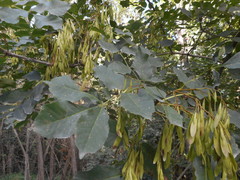 Fraxinus ornus
