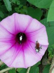 Trigona fulviventris