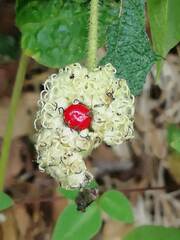 Varronia bullata