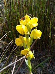 Pterygodium acutifolium