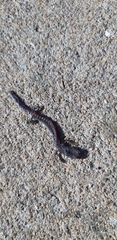Plethodon angusticlavius